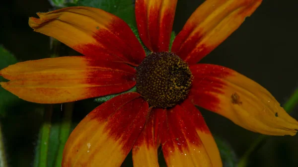 Nahaufnahme Einer Schönen Gelben Blume Garten — Stockfoto