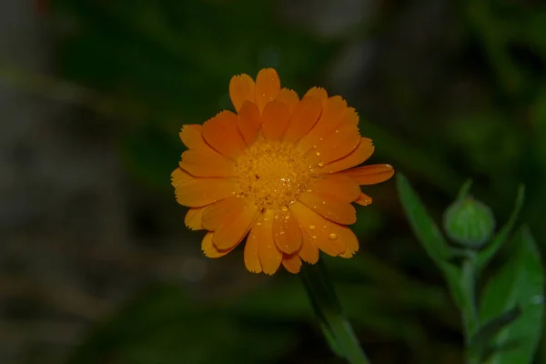 Primer Plano Una Hermosa Flor Amarilla Jardín —  Fotos de Stock