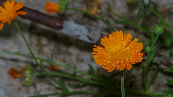 Primo Piano Bel Fiore Giallo Giardino — Foto Stock