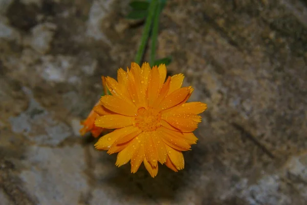 庭の美しい黄色の花のクローズアップショット — ストック写真