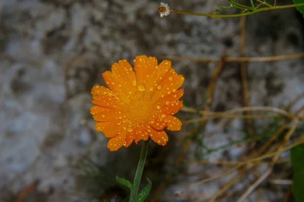 Primer Plano Una Hermosa Flor Amarilla Jardín — Foto de Stock