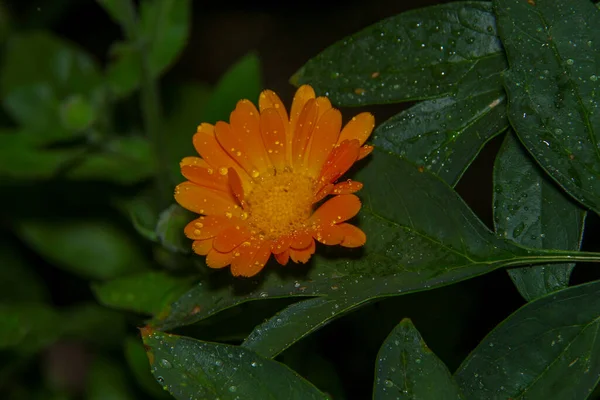 Close Tiro Uma Bela Flor Amarela Jardim — Fotografia de Stock