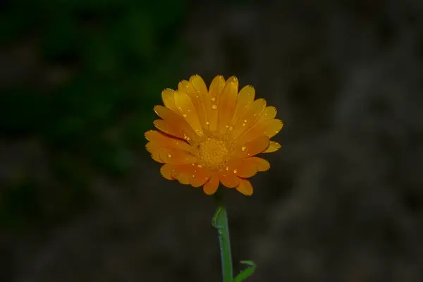 Gros Plan Une Belle Fleur Jaune Dans Jardin — Photo