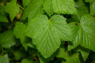 Baharda bahçede güzel yeşil bitkiler