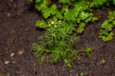 Baharda bahçede güzel yeşil bitkiler