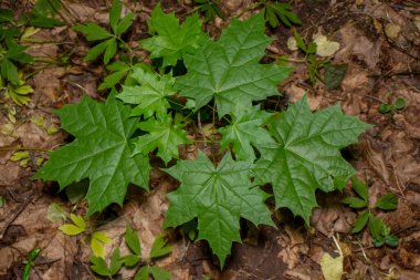 Baharda bahçede güzel yeşil bitkiler