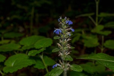Yağmurdan sonra ormanda çiçek açar.