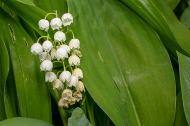 Yağmurdan sonra ormanda çiçek açar.