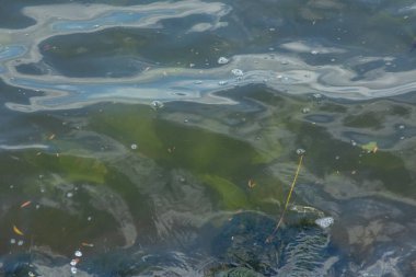 Gölde ve bitki örtüsünde su ve fırtına