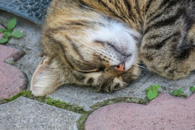 European pussy sleeps on the pavement