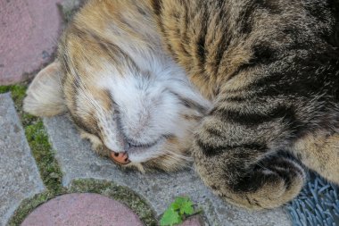 European pussy sleeps on the pavement