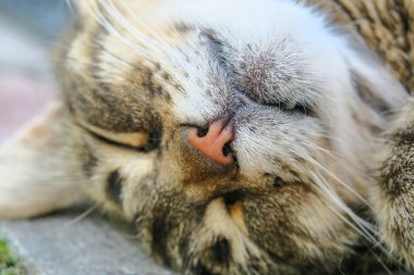 European pussy sleeps on the pavement