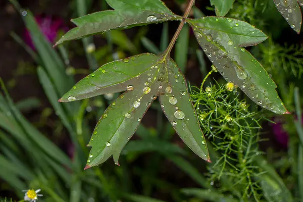 Belles Plantes Vertes Printemps Dans Jardin — Photo