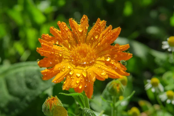 Schöne Blume Garten Nach Dem Regen — Stockfoto