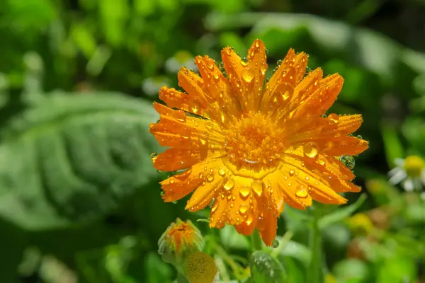 Schöne Blume Garten Nach Dem Regen — Stockfoto