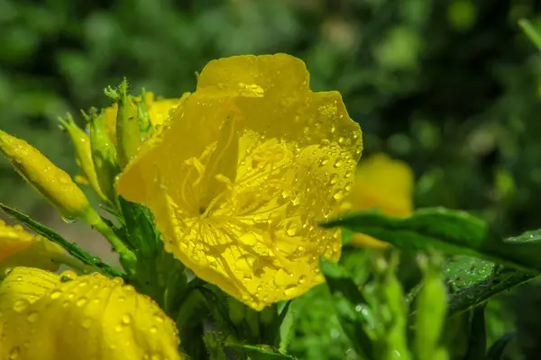 Schöne Blume Garten Nach Dem Regen — Stockfoto