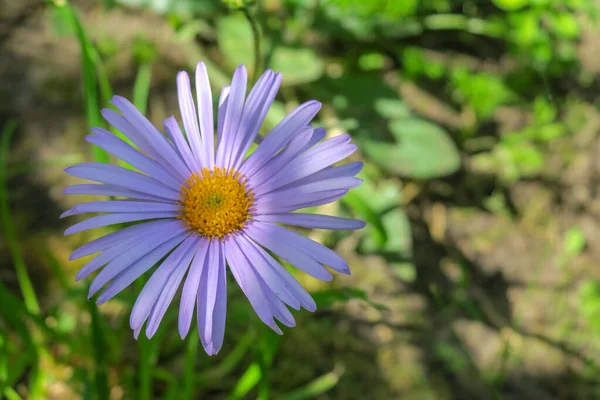 Hermosa Flor Jardín Después Lluvia — Foto de Stock