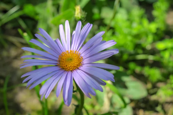 Hermosa Flor Jardín Después Lluvia — Foto de Stock