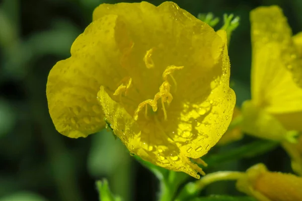 Yağmurdan Sonra Bahçede Güzel Bir Çiçek — Stok fotoğraf
