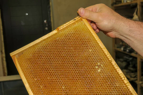 Pequeños Marcos Vacíos Miel Para Abejas Colmenar —  Fotos de Stock