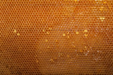 Arıdaki arılar için boş küçük bal çerçeveleri