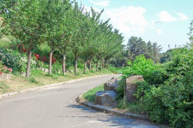Yazın Kyiv Botanik Bahçesi 'nin yeşil bitkileri