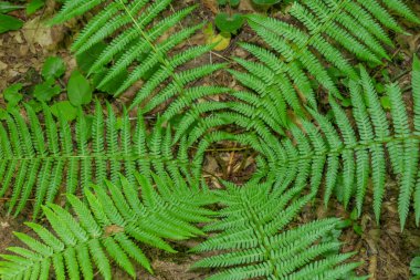 İlkbaharda ormanda yeşil çimenler ve bitkiler