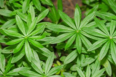 İlkbaharda ormanda yeşil çimenler ve bitkiler