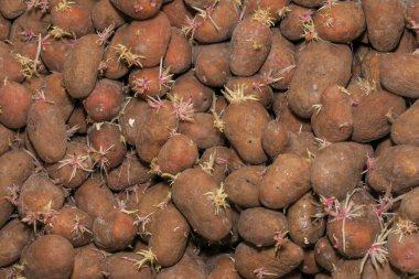 Bodrumda bir sürü kırmızı patates var.