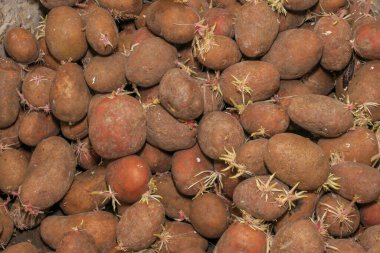 Bodrumda bir sürü kırmızı patates var.