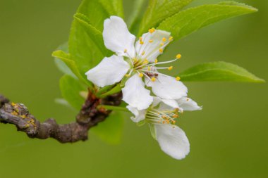 Baharda bahçede güzel yeşil bitkiler