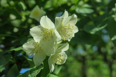 Bahçede beyaz-sarı yasemin çiçekleri