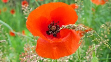 Güzel kırmızı haşhaş çiçeği yol kenarında