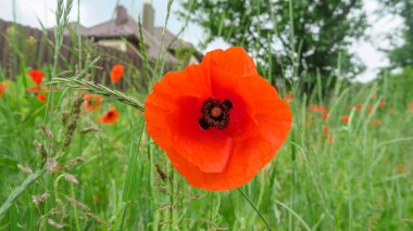 Güzel kırmızı haşhaş çiçeği yol kenarında