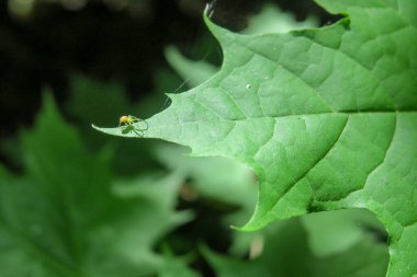 Parkta yeşil yapraklar