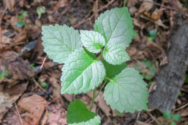 Parkta yeşil yapraklar