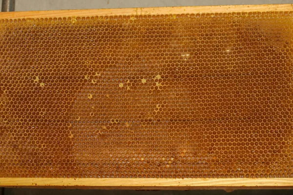 Lege Kleine Honingframes Voor Bijen Bijenstal — Stockfoto