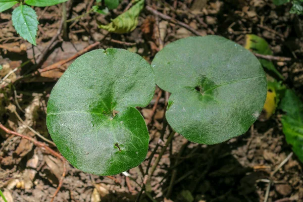 Erba Verde Piante Nella Foresta Primavera — Foto Stock