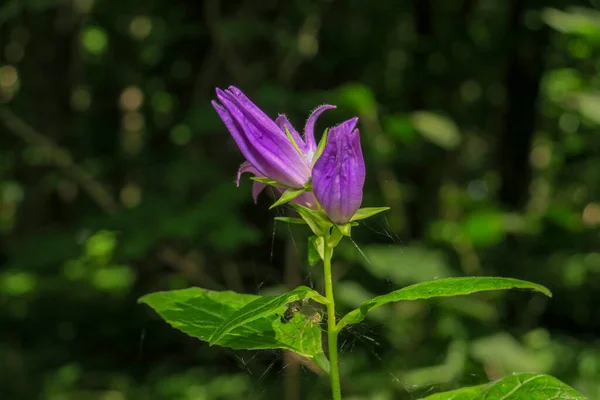 Belle Fleur Violette Dans Jardin — Photo