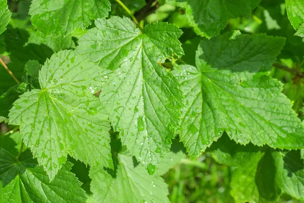 Belle Piante Verdi Primavera Giardino — Foto Stock