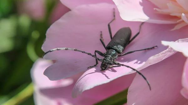 Schöner Schwarzer Schnurrbart Käfer Auf Einer Rosa Blume — Stockfoto