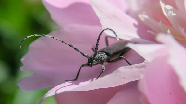 Schöner Schwarzer Schnurrbart Käfer Auf Einer Rosa Blume — Stockfoto