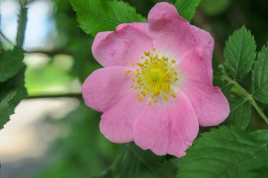 Parktaki pembe gül çiçeği.