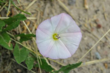 Güzel kır çiçekleri ve çimenler