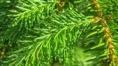 Bahçedeki bir Noel ağacının yeşil dalları