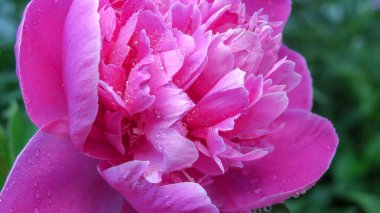 Bahçedeki güzel şakayık çiçeği