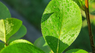 Parkta yeşil yapraklar