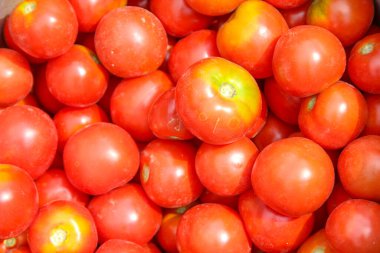 Bahçeden nefis kırmızı ev yapımı domatesler.