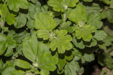 Bahçede yeşil yapraklar