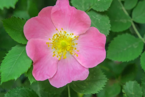 Pink Rose Bush Flower Park — Stock Photo, Image